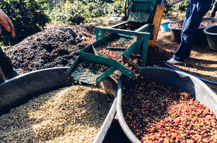 Historia del café: del grano al ritual moderno Captura De Pantalla 2025 11 01 192602